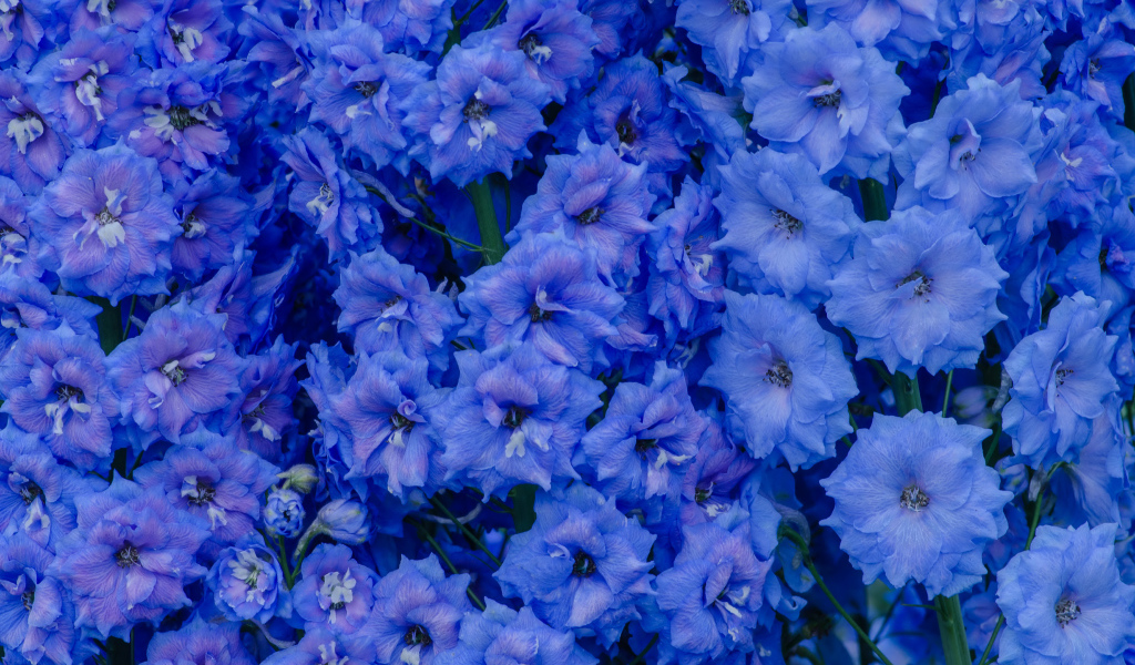 Голубые цветы левкой крупным планом