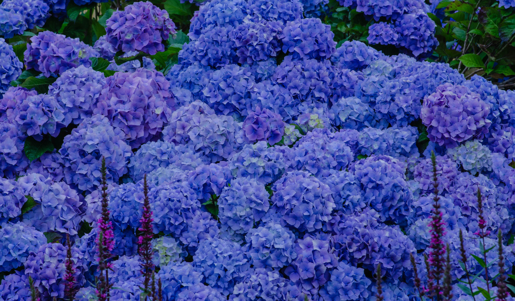 Синие цветы гортензии в оранжерее 