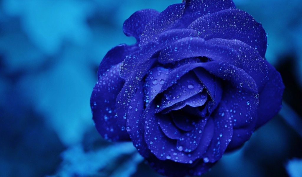 Синяя роза в каплях росы крупным планом