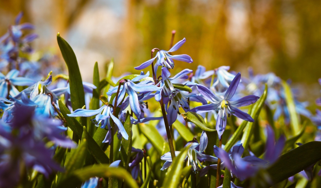 Синие весенние маленькие цветы пролеска