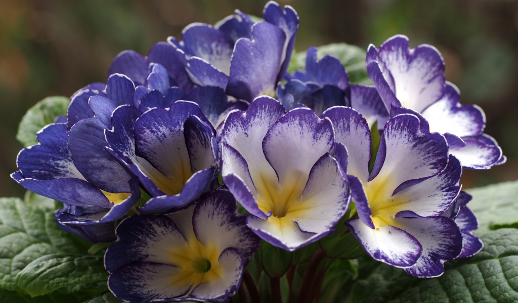 Синие с белым цветы комнатной примулы 