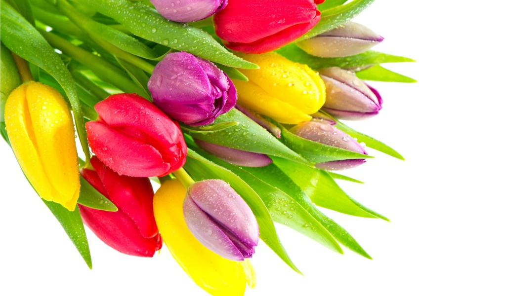 Букет красивых разноцветных тюльпанов на белом фоне