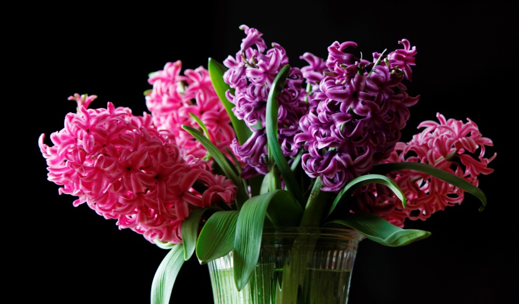 Букет гиацинтов в вазе на черном фоне