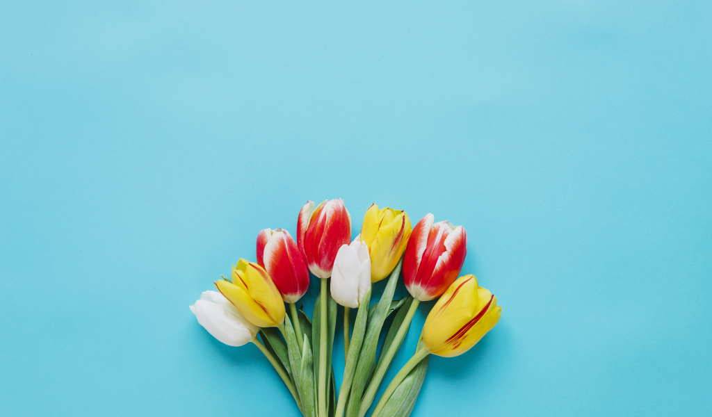 Букет разноцветных тюльпанов на голубом фоне