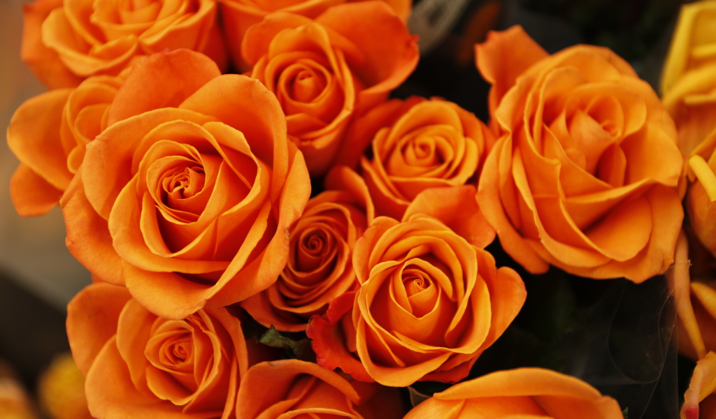 Bouquet of orange roses close-up