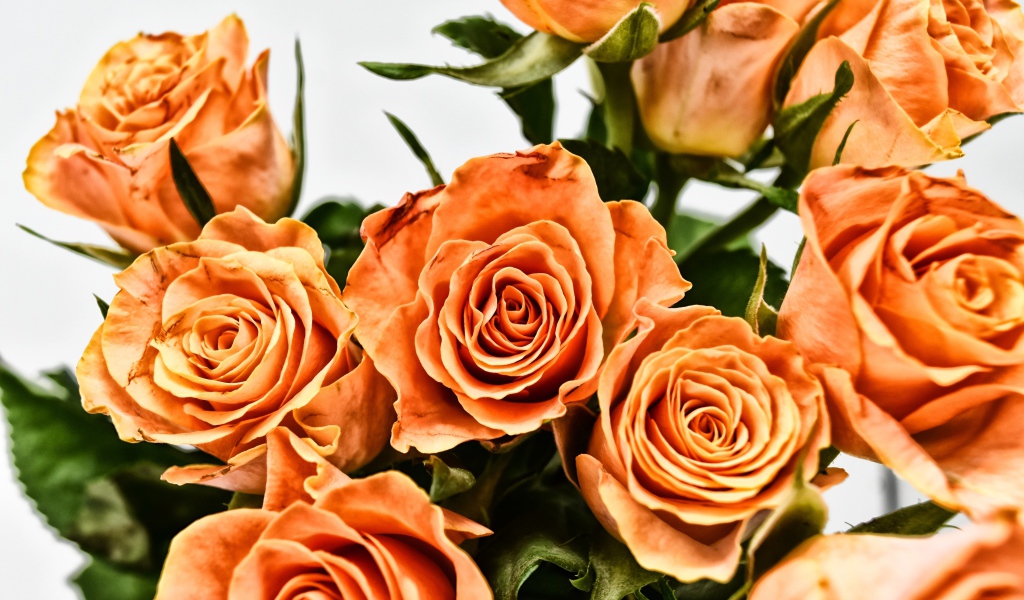 Букет оранжевых роз на сером фоне крупным планом