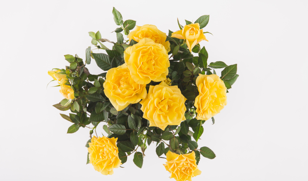 Букет оранжевых роз на белом фоне