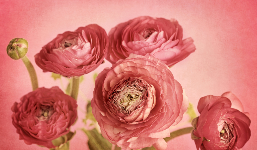 Букет розовых лютиков на розовом фоне