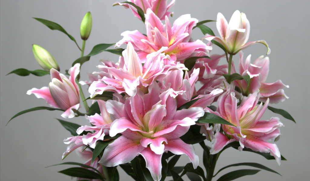 Букет розовых лилий на сером фоне