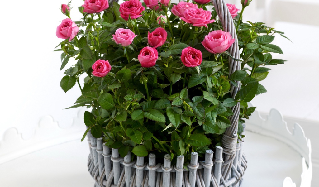 Букет розовых роз в серой корзине на белом фоне