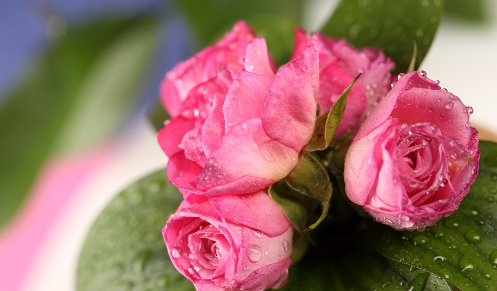 Букет розовых роз в каплях росы