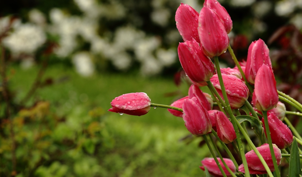 Букет розовых тюльпанов в каплях дождя