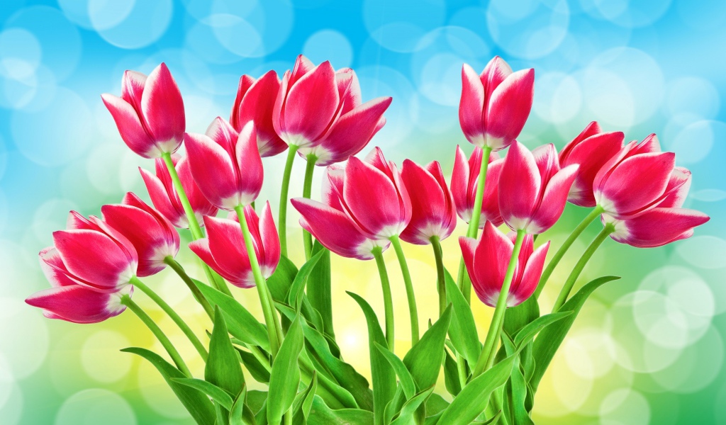 Букет розовых тюльпанов на голубом фоне