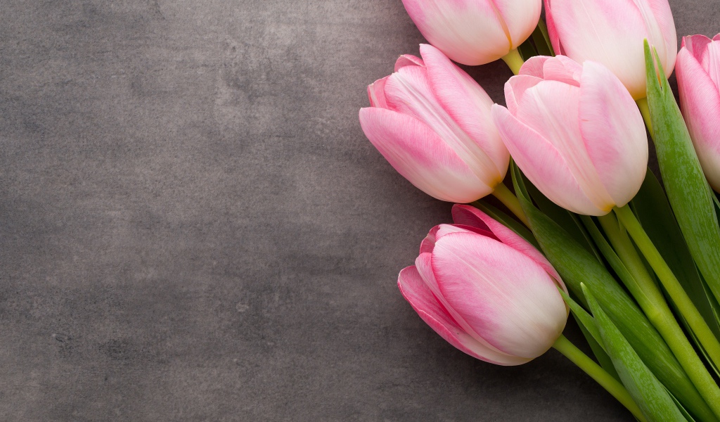 Букет розовых тюльпанов на сером фоне
