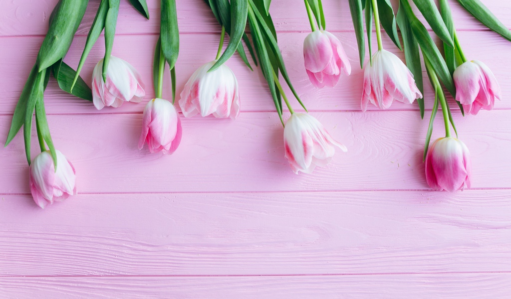 Букет розовых тюльпанов на розовом фоне