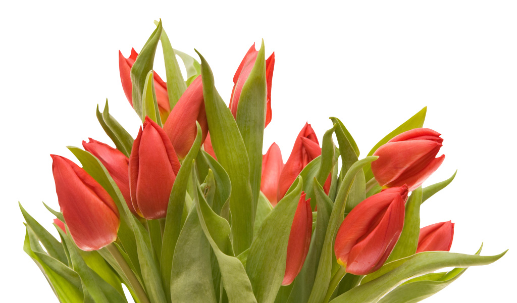 Букет красных тюльпанов на белом фоне