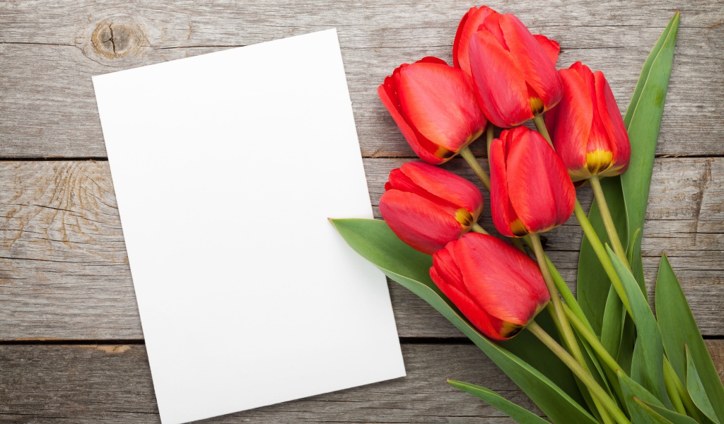 Букет красных тюльпанов с белым листом, шаблон для открытки