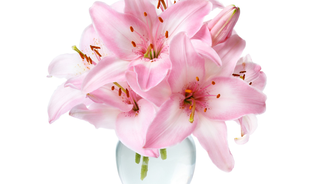 Букет нежных розовых лилий в стеклянной вазе на белом фоне