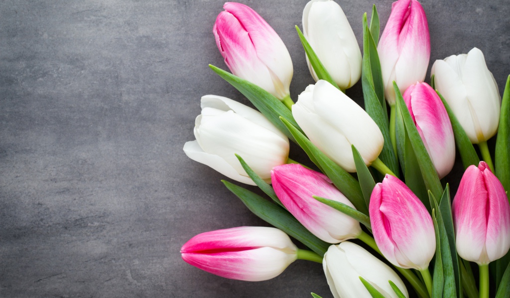 Букет белых и розовых тюльпанов на сером фоне