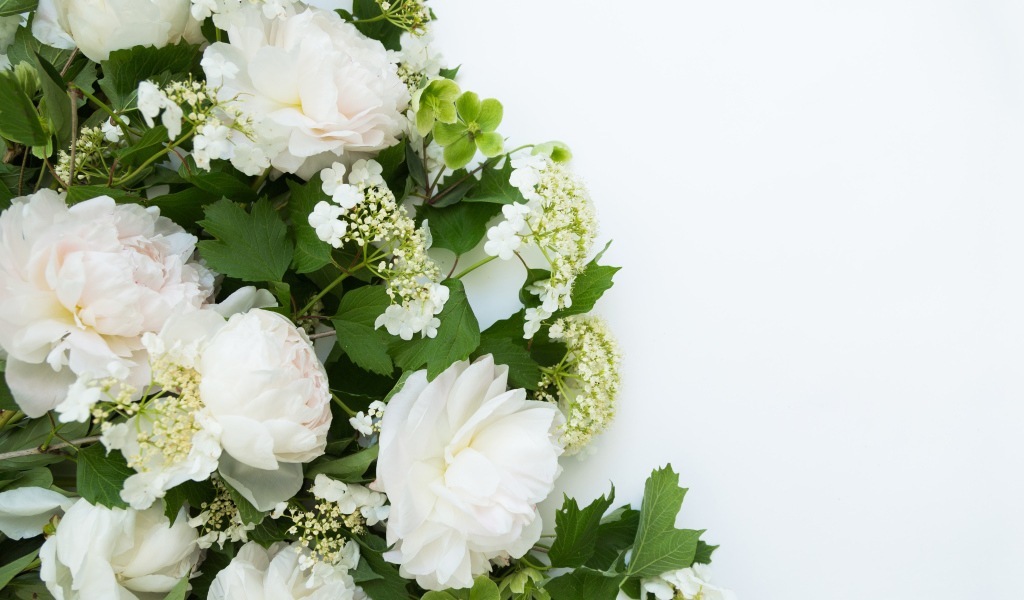 Bouquet of white peonies on a white background