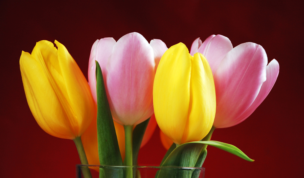 Букет желтых и розовых тюльпанов на красном фоне