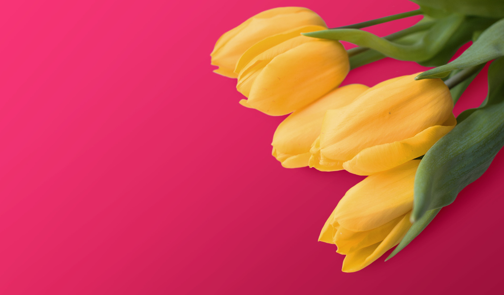 Букет желтых тюльпанов на розовом фоне