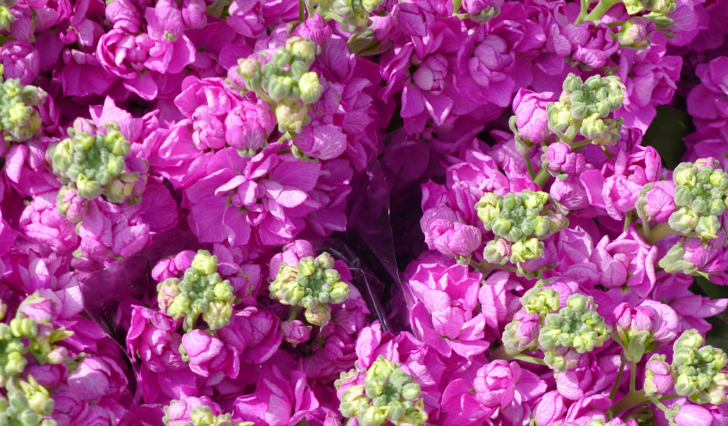 Букеты розовых цветов левкой  крупным планом