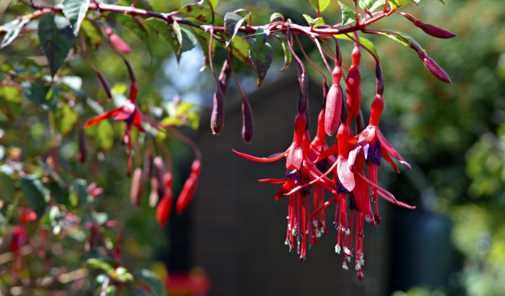 Ветка красных цветов фуксия