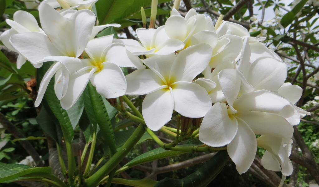 Ветка с белыми цветами плюмерия 
