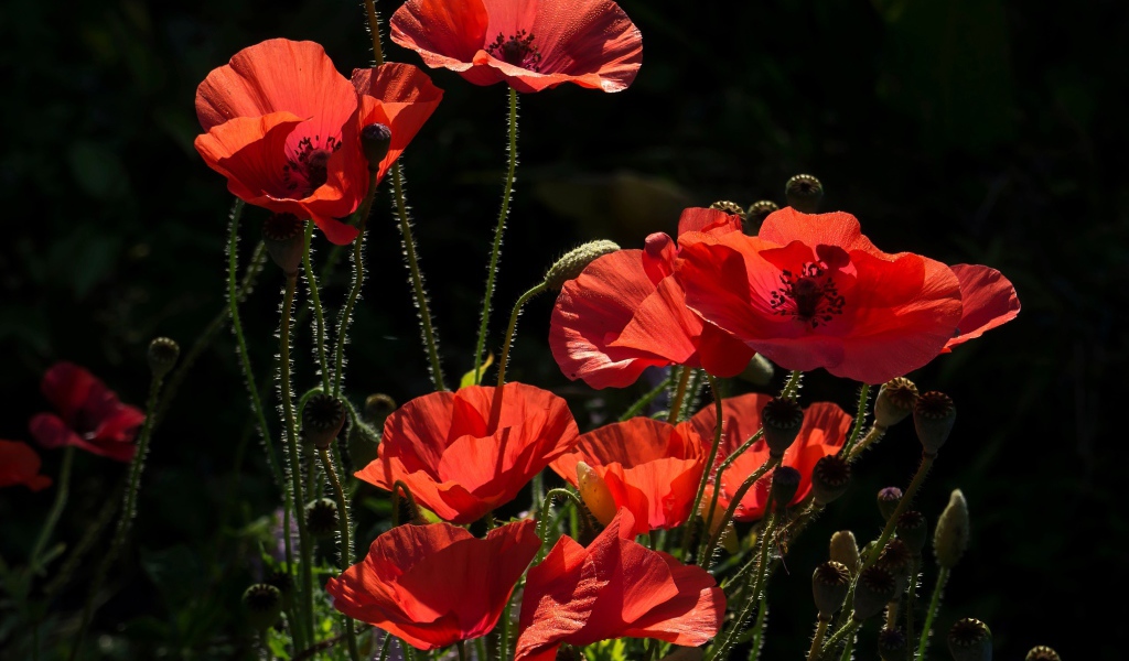 Яркие красные летние маки в лучах солнца