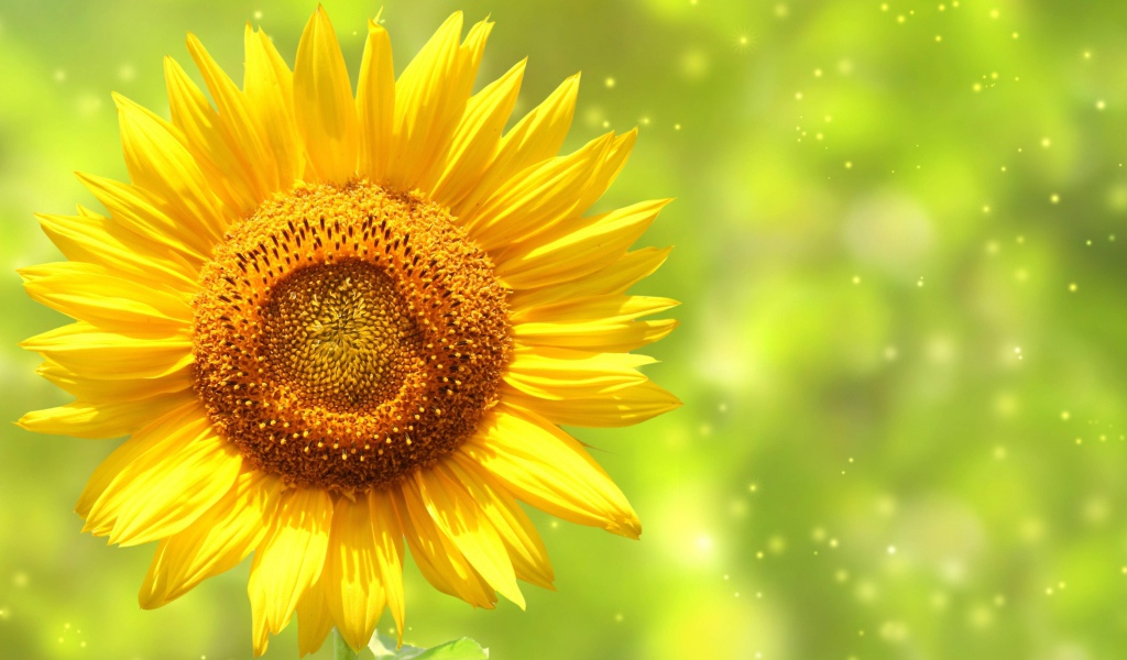 Яркий желтый цветок подсолнуха