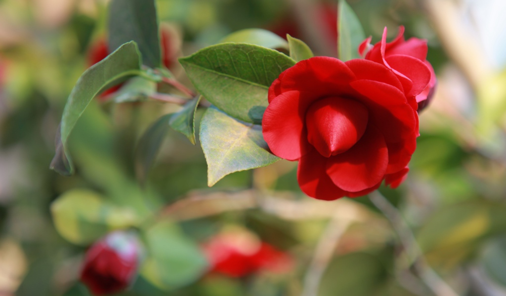 Бутон красной камелии крупным планом