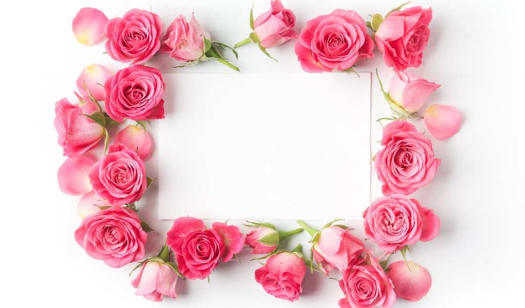 Бутоны розовых роз вокруг белого листа, шаблон для открытки
