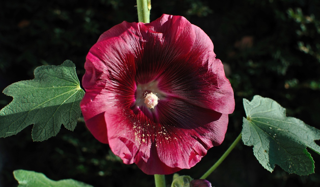 Бордовый цветок мальва крупным планом