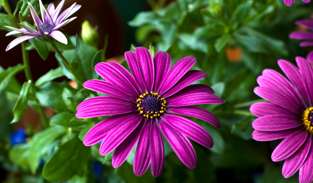 Цветок цинерария крупным планом