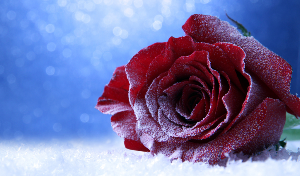 Покрытая инеем роза на снегу на голубом фоне