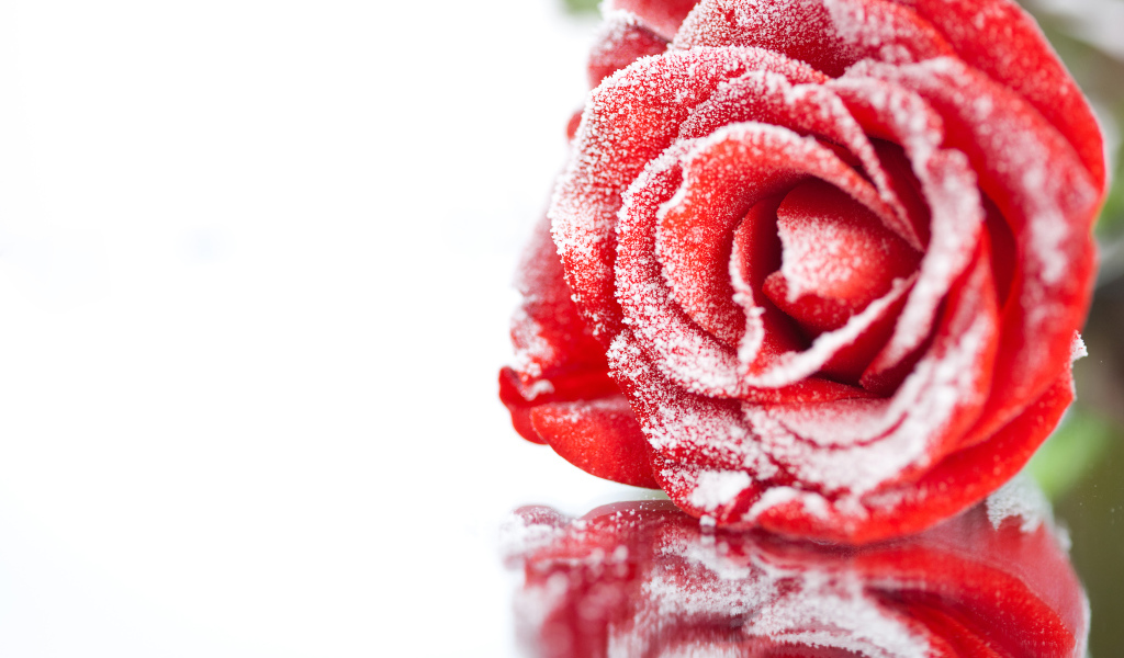 Покрытая инеем красная роза отражается в поверхности 