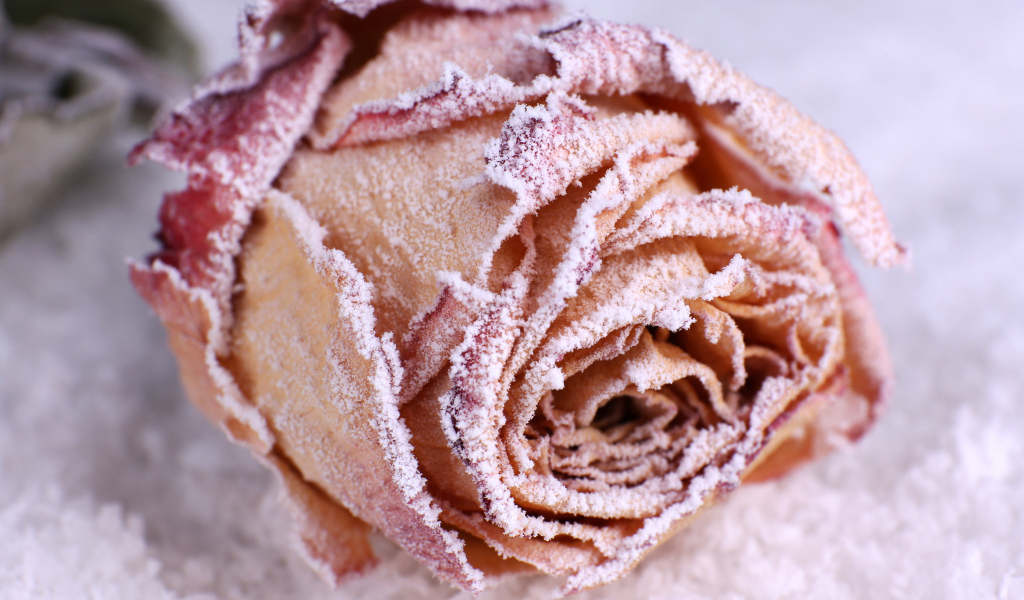 Покрытая инеем красная роза на снегу