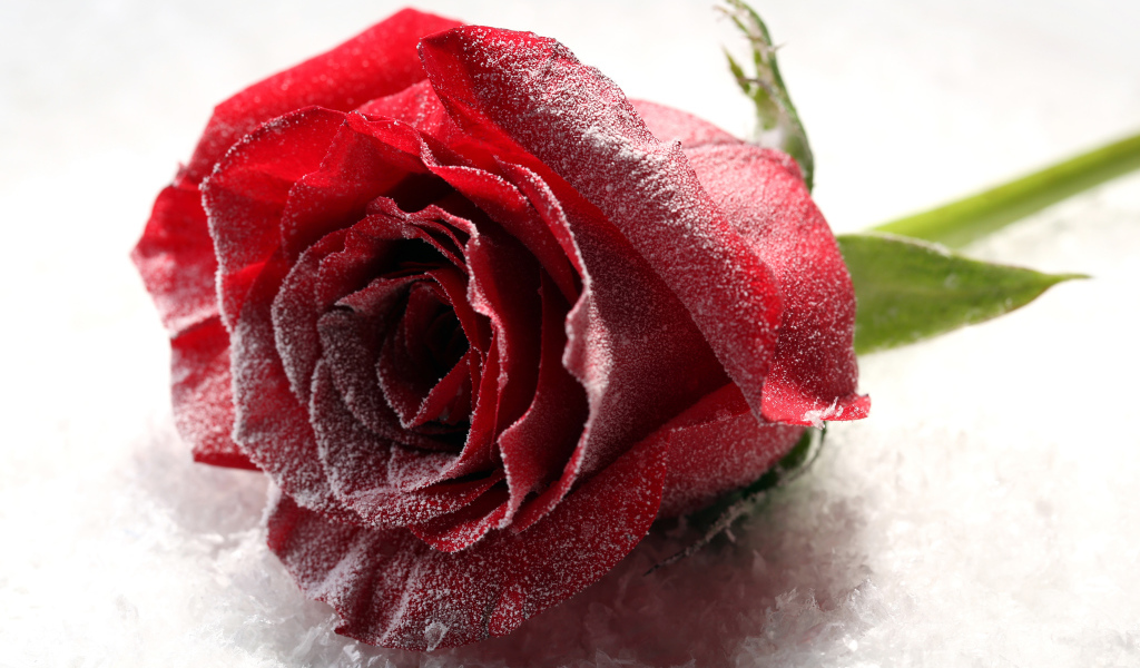 Покрытая инеем роза на снегу