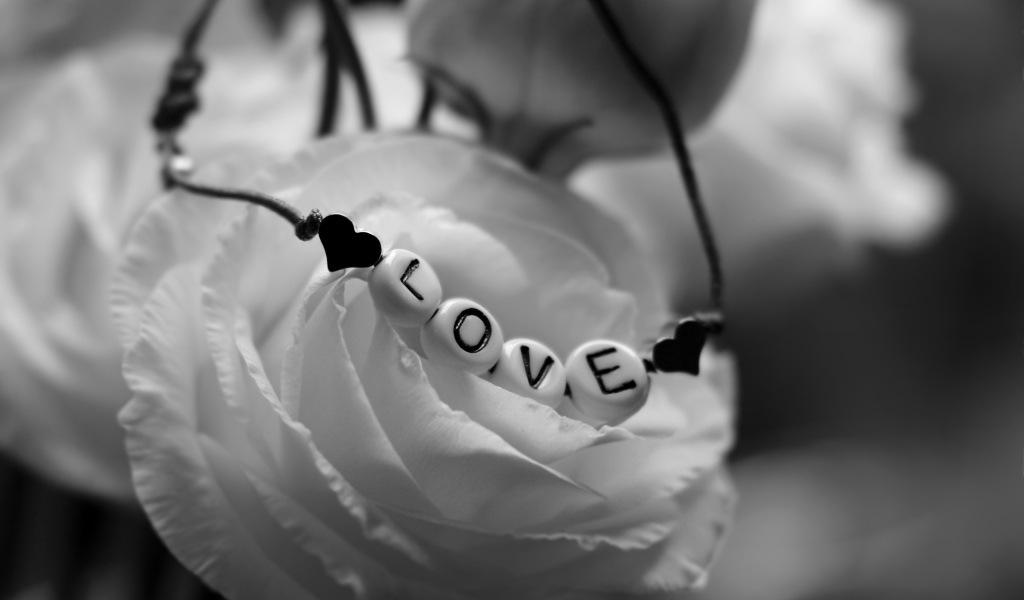 Украшение на белой розе черно - белое фото 