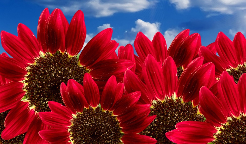 Декоративные подсолнухи на фоне голубого неба 