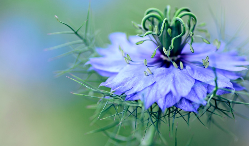 Нежный голубой цветок черного тмина