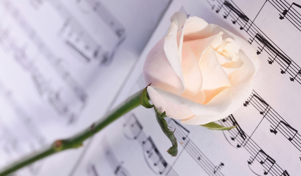 Нежная кремовая роза лежит на нотах
