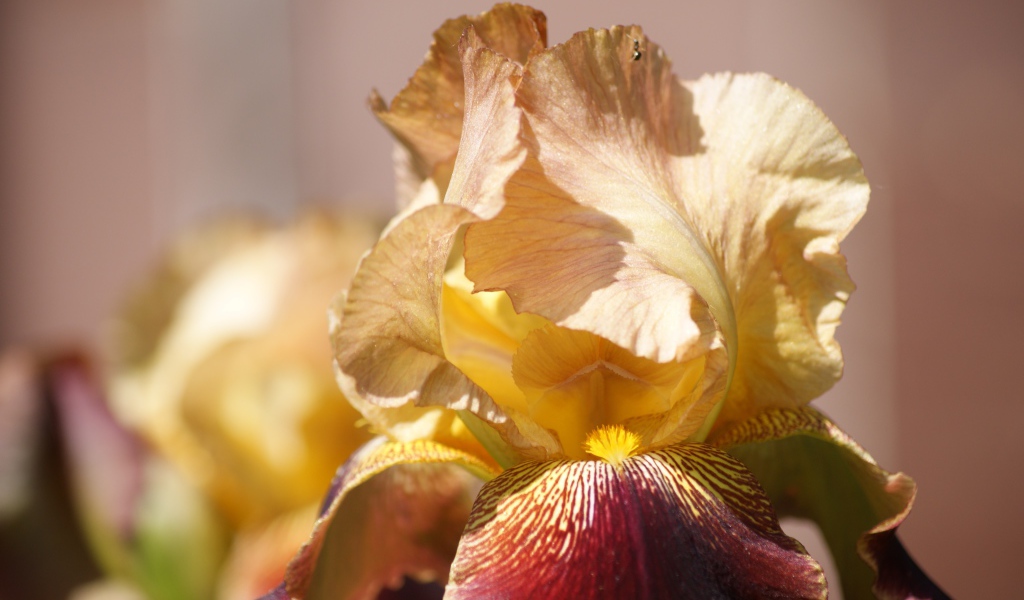 Нежный цветок ириса крупным планом