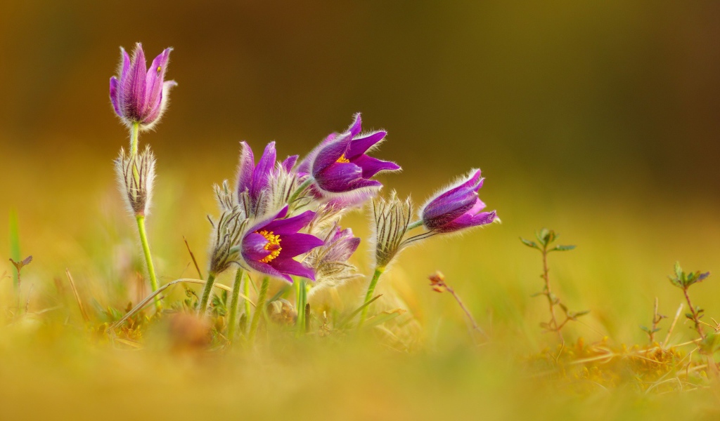 Нежные сиреневые цветы прострел 