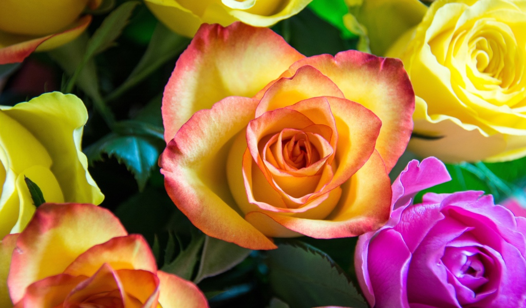 Нежные разноцветные розы крупным планом