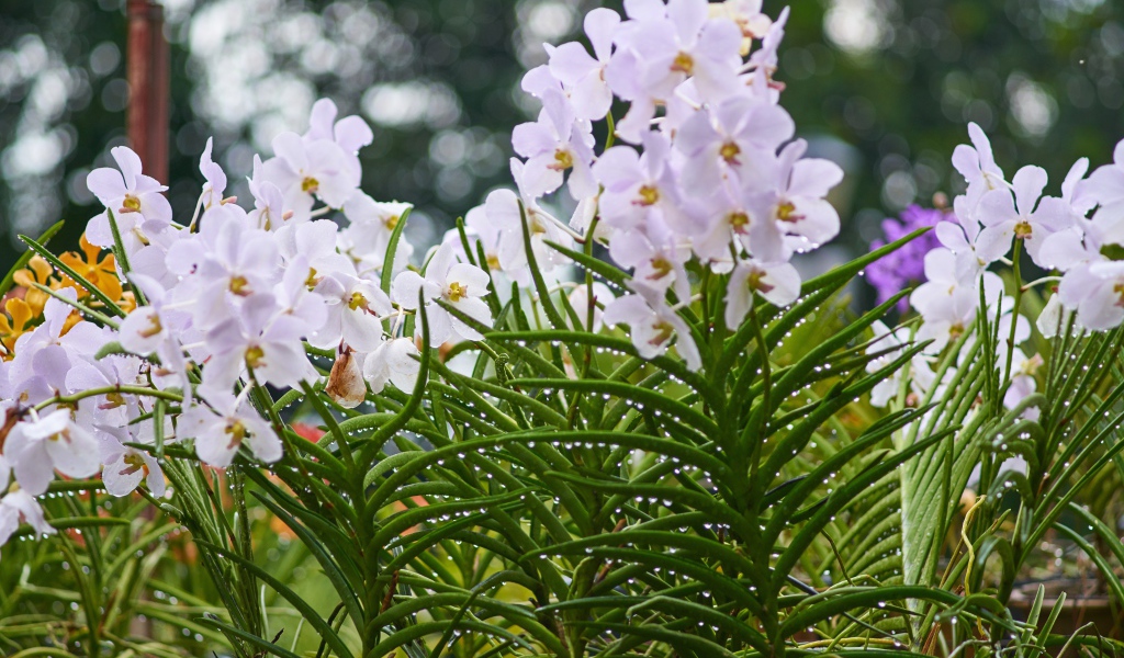 Нежные орхидеи на клумбе