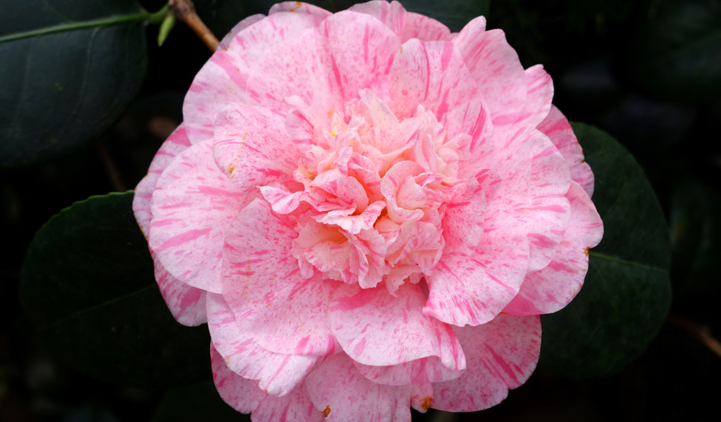 Нежный розовый красивый цветок камелии