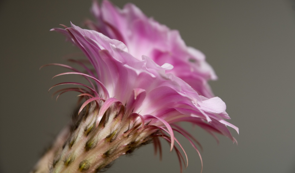 Нежный розовый цветок кактуса крупным планом