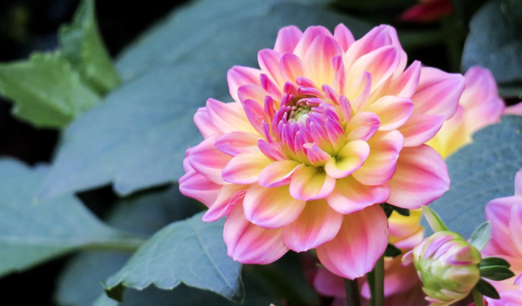 Нежный розовый цветок георгина на клумбе